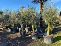 Mooie olijfbomen op stam AANBIEDING 