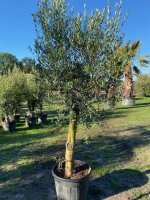 Prachtige olijfboom & gladde stam NU