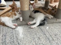 Nog een nestje van 5 kittens