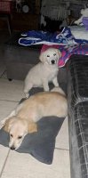 2 golden retriever pups 12 weken