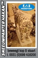 Sneeuw luipaard huur siberisch winter decors