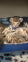 Toyger kittens met stamboom 