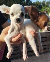 Chihuahua reutjes 10 weken 