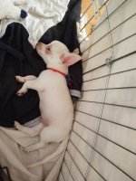 Chihuahua reutje 9 weken 