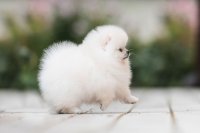 Pomeranian | Pomeriaan | Dwergkees |