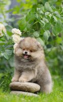 Puppy | Pomeriaan | Pomeranian |