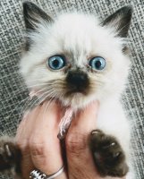 Himalayan kittens (Pers x Siamees)