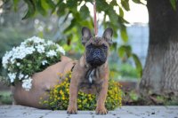 Frenchie | French Bulldog | Puppy