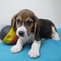 Beagle puppy\'s  (Belgisch)