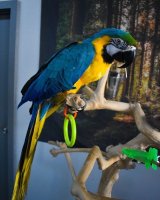 Blauwe en gouden ara-papegaaien klaar