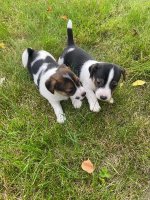 Jack Russel puppy’s