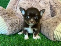 Chihuahua pups 