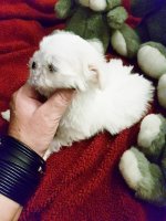 Mini maltezer pupje met stamboom Sint