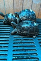 Aldabra-schildpadden voeren