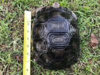Aldabra-schildpad 