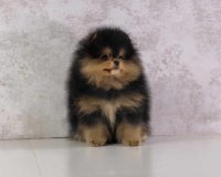 Pomeranian  | Puppy  |