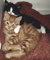 Cyprerse en Tuxedo kittens