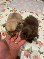 Chihuahua pups t.cup & mini raszuiver