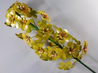 Hyacint , bloem , tuinsteker
