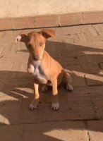 MJM Dogs Foundation: Kita(GERESERVEERD )