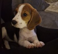 Beagle pup 