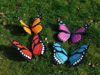 Vlinders , vlinder