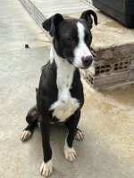  ACE: Nieves, American Stafford mix,