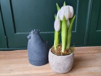 Kunst tulpen op pot , licht