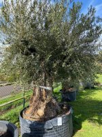 Prachtige oude olijfboom mooie volle kruin
