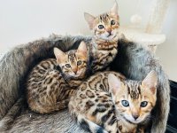 Bengaalse kittens met stamboom 
