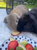 2 lieve hangoor konijnen 