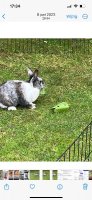 1 zwart wit Hollander konijn 