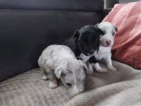 3 prachtige Border Collie pups