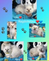 Ragdoll kittens, Raszuiver & Mooi &
