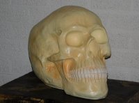 Skull ,schedel