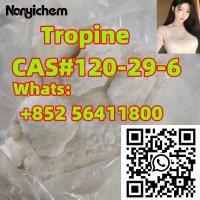 CAS 120-29-6    Tropine