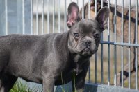 Franse bulldog pups mooie keuze