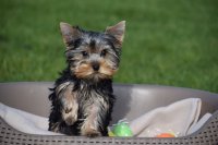 Yorkshire terrier pups mini 