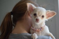Chihuahua pups t-cup en mini