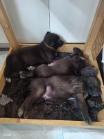 Wolfshond puppies