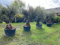 TE KOOP: Hele mooie olijfbomen met
