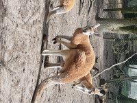 Kangoeroes wallaby\'s wallaroes