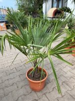 Trachycarpus fortunei palmboom in pot stamhoogte