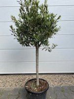 Decoratief olijfboompje op stam 100-110cm planthoogte