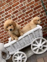 Golden retriever pups 