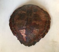 Antiek schildpadschild - taxidermie schild -