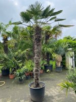 TE KOOP Palmboom trachycarpus wagnerianus 130