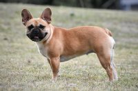 Franse Bulldog kennel (volledig genetisch en