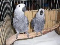 Prachtig kweekkoppel grijze roodstaart papegaaien