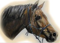 Portret van uw paard